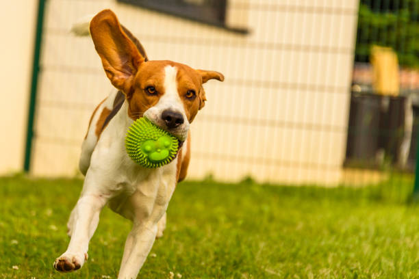istock Dog running in a garden summer day 966516582