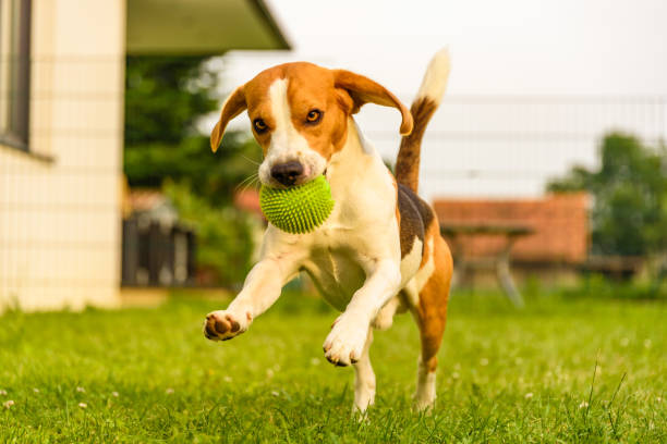 istock Dog running in a garden summer day 966516588