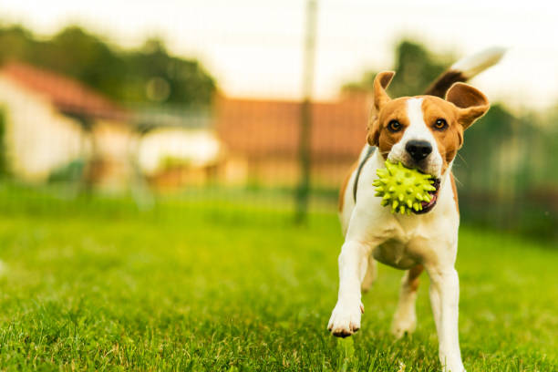 istock Dog running in a garden summer day 966516778