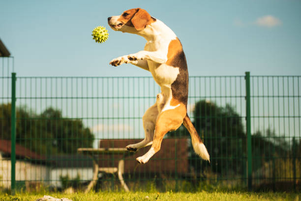 istock Dog running in a garden summer day 966516810