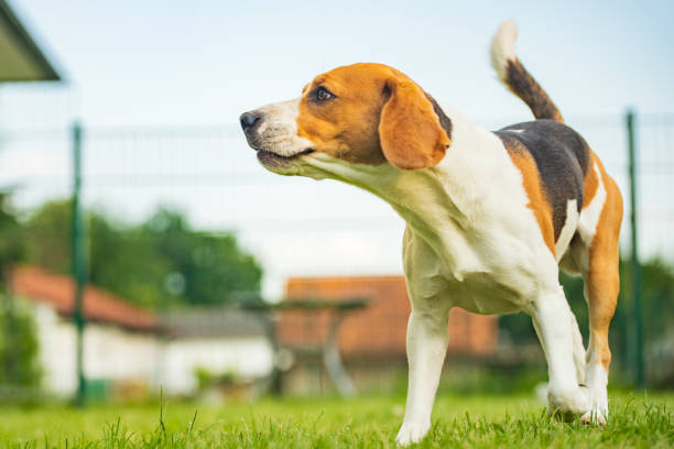 istock Dog running in a garden summer day 966516838