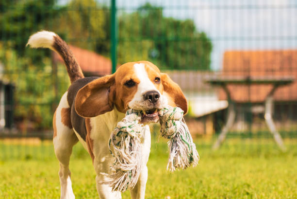 istock Dog running in a garden summer day 966516912