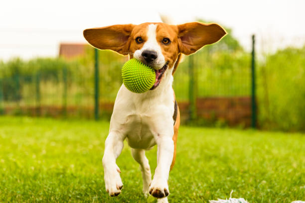 istock Dog running in a garden summer day 966516958