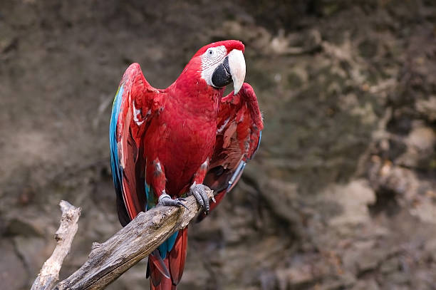 Green-winged macaw  green winged macaw ara chloroptera stock pictures, royalty-free photos & images