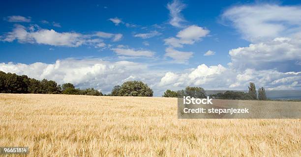 Planta Baja Foto de stock y más banco de imágenes de Agricultura - Agricultura, Aire libre, Ajardinado