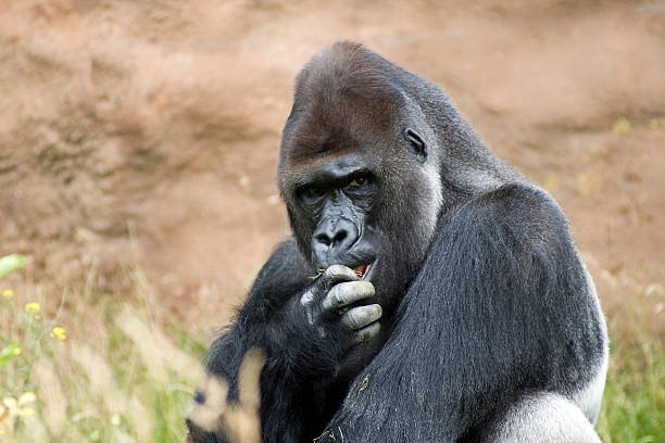 flachlandgorilla - ape majestic monkey leadership stock-fotos und bilder