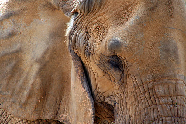 Elephant Face stock photo