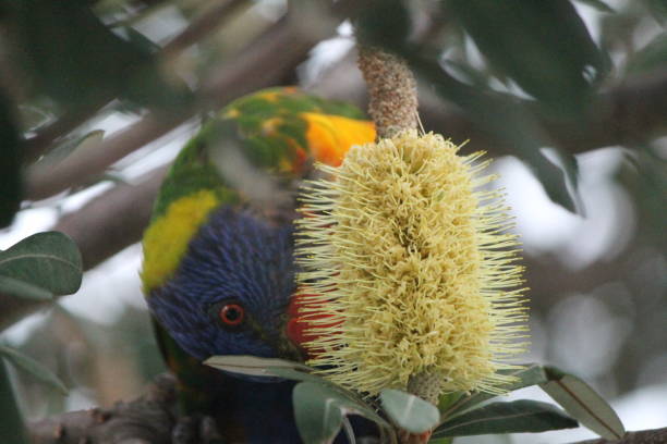 istock Yellow flowers with Rainbow Lorikeet 966520670