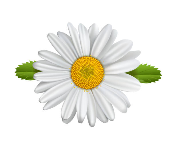 daisy flower kamille isoliert, margerite, margeriten, - gänseblümchen gattung stock-grafiken, -clipart, -cartoons und -symbole