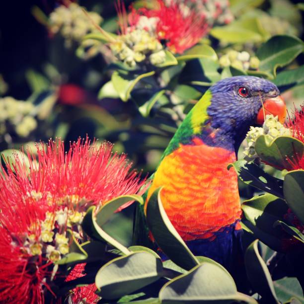 istock Red flowers with Rainbow Lorikeet 966521220