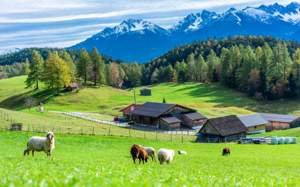 Sheeps Green Field