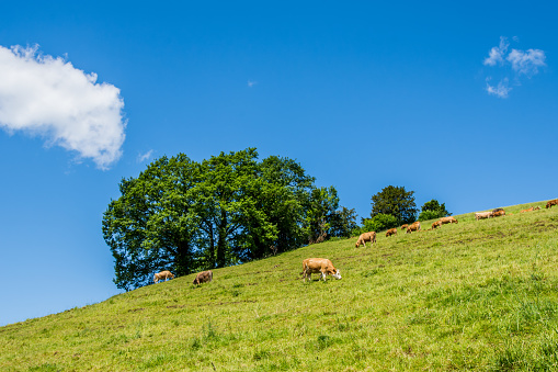 Summer landscape with cow grazing on fresh green mountain pastures