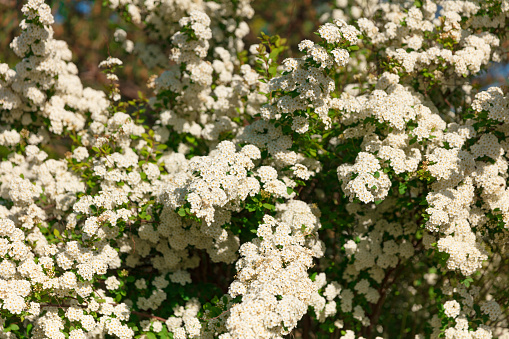 flowering bush - spiraea - white flowers
