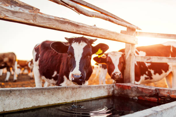 istock Cows drinking water on farm yard at sunset. Cattle walking outdoors in countryside. 966527980