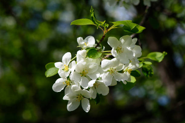 istock Sunlight on branch with appleblossom on appletree in spring on the green backround - horizontal 966528180