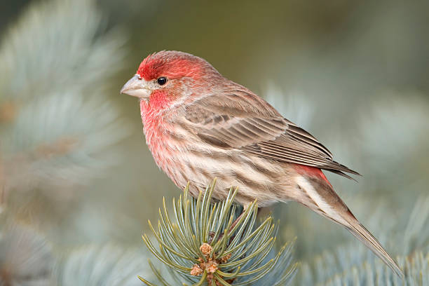 istock House finch 96652885