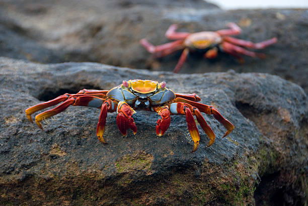 istock colorful crab in the Galapagos 96652891
