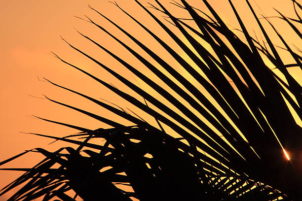 silhouette de palmier - Photo