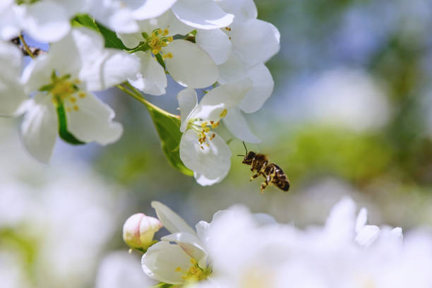 istock Sunlight on branch with appleblossom on appletree in spring on the green backround with bee 966532418