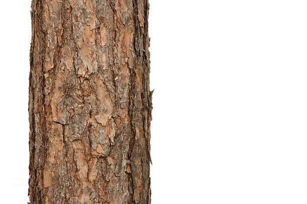 pin tree - tronc photos et images de collection