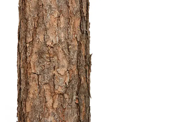 Photo of pine tree