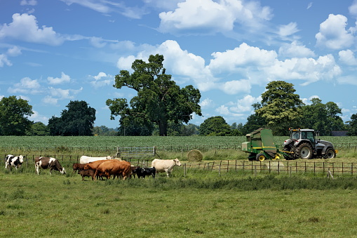 Cattle and tractor on a farm in Hertfordshire, England