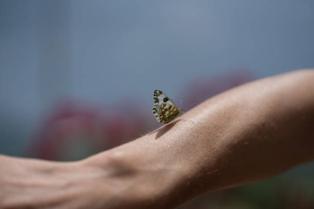 Butterfly on the human arm