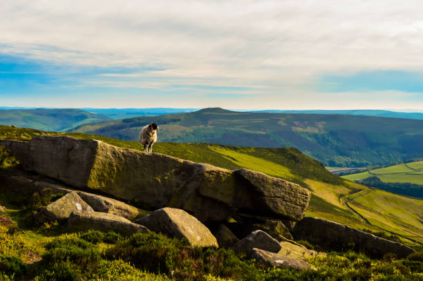 istock Beautiful sheep pictured overlooking the beautiful Upper Derwent Valley, Peak District National Park 966540004