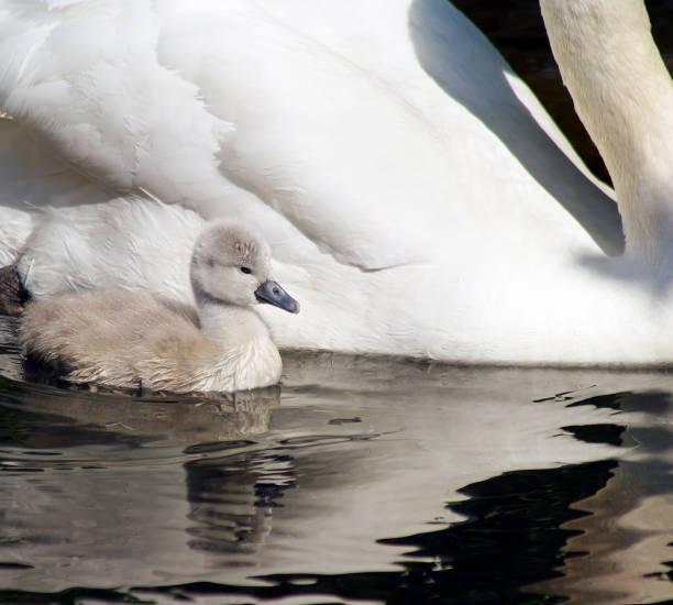 istock Tiny 3 day old baby swan swimming alongside her mother 966542782