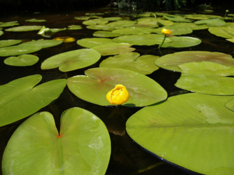 Water lilies blooming in summer pond
