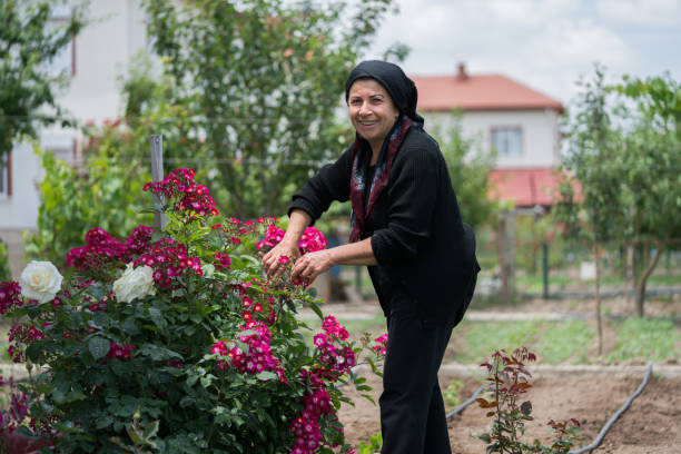 muslim senior woman gardening in backyard - senior women rose women flower bed imagens e fotografias de stock