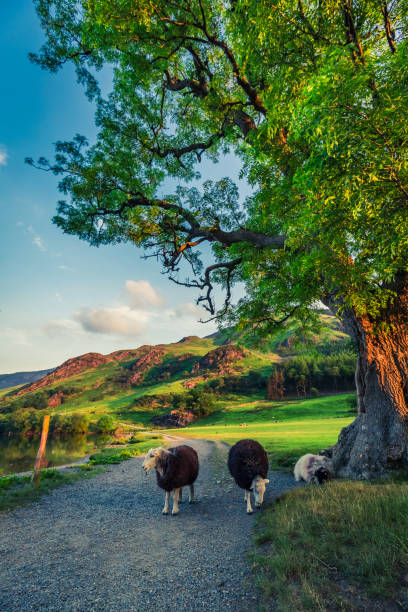 istock Sheeps on footpath in the Lake District at sunset, England 966552184