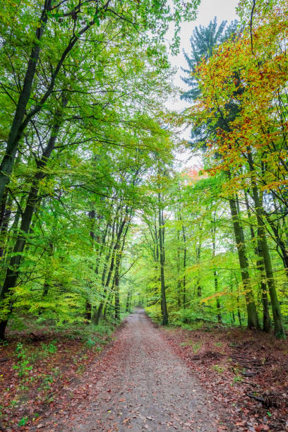 istock Wonderful forest in the fall in Poland, Europe 966552486