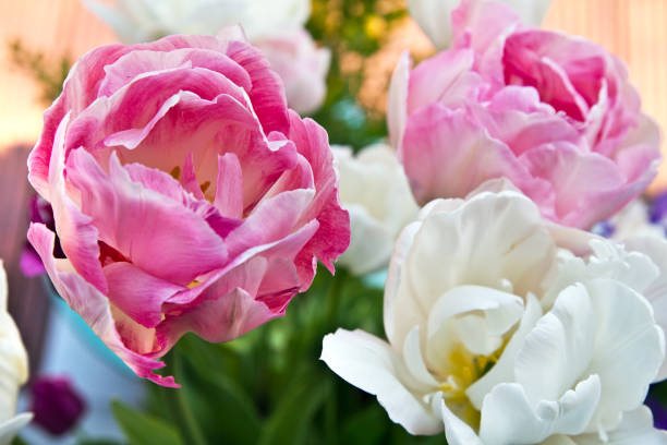 더블 튤립 안 젤리 크입니다. 튤립 꽃 - double tulip 뉴스 사진 이미지