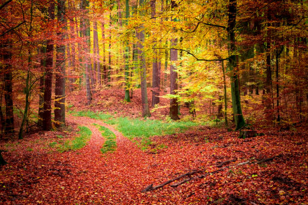 istock Brown and gold path in the forest at autumn, Poland 966555356