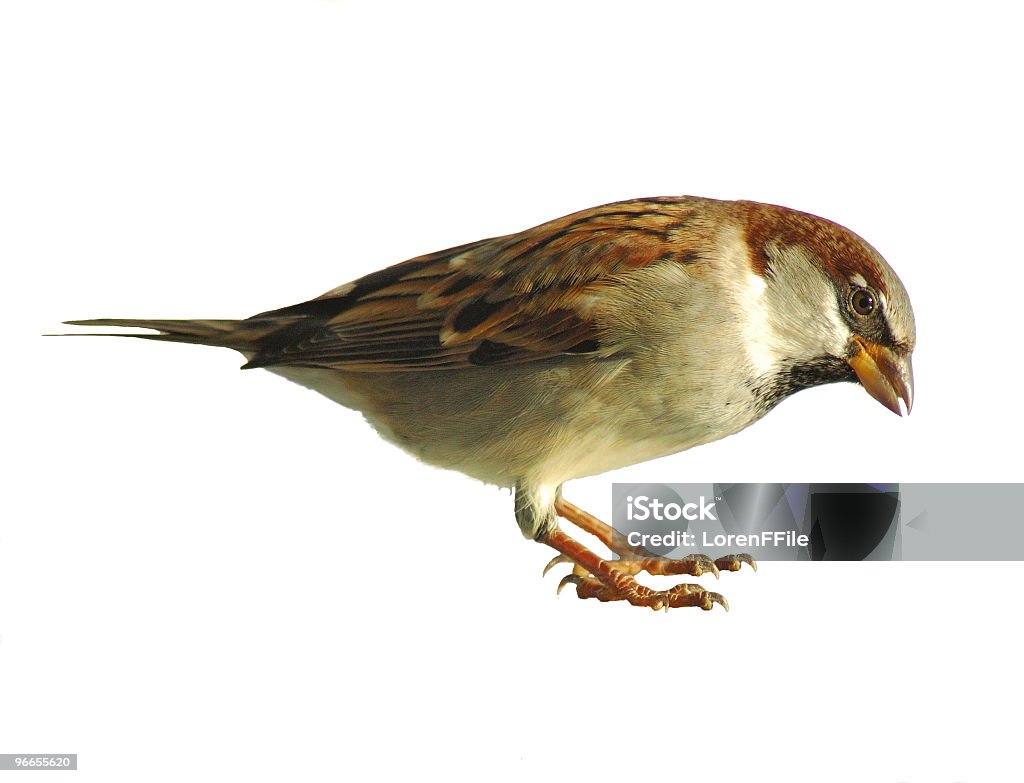 Close-up of a sparrow on a white background Portrait of a sparrow looking at the camera isolated on a white background. Sparrow Stock Photo