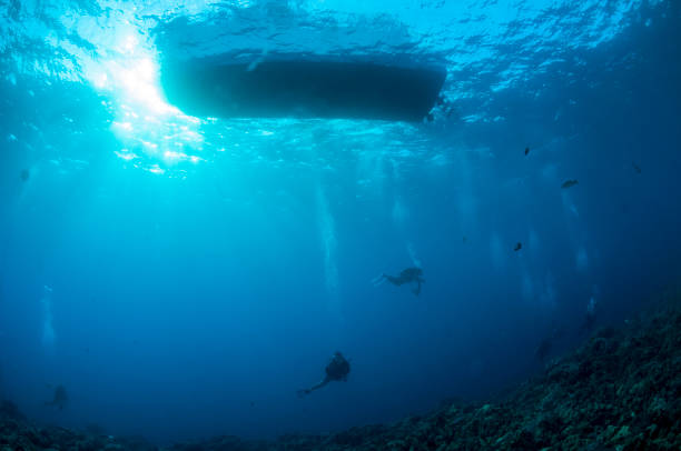 istock Diving in the waters of Hawaii 966557640