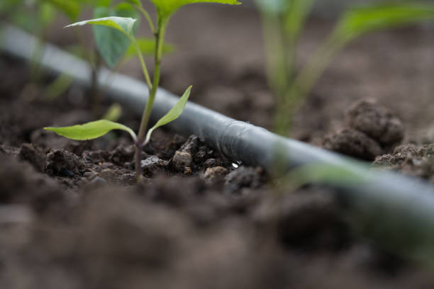 sistema de riego de caída de plántulas de pimienta - greenhouse pepper vegetable garden agriculture fotografías e imágenes de stock