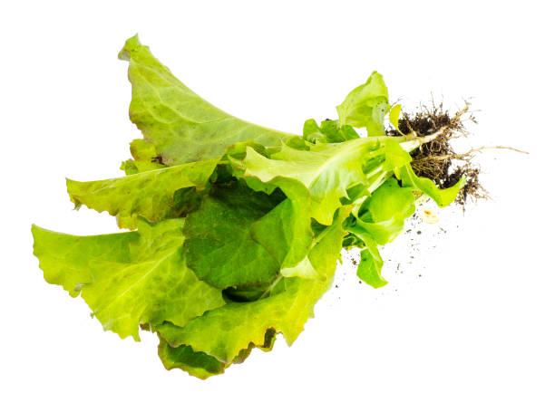 istock Vegetarian fresh bio green salad 966558086