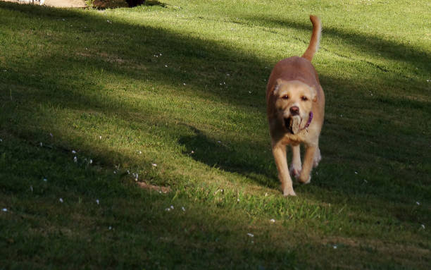istock A dog playing with a stone in a grass field 966558100