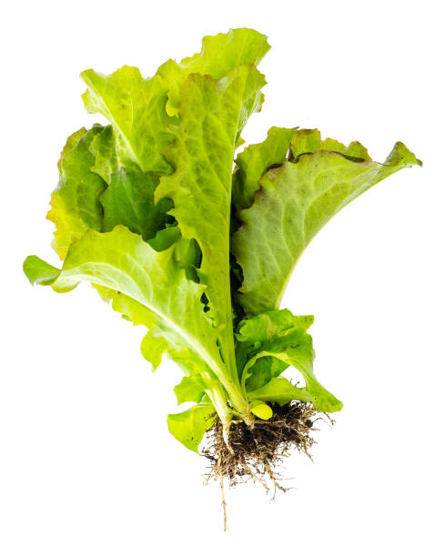 istock Vegetarian fresh bio green salad 966558136