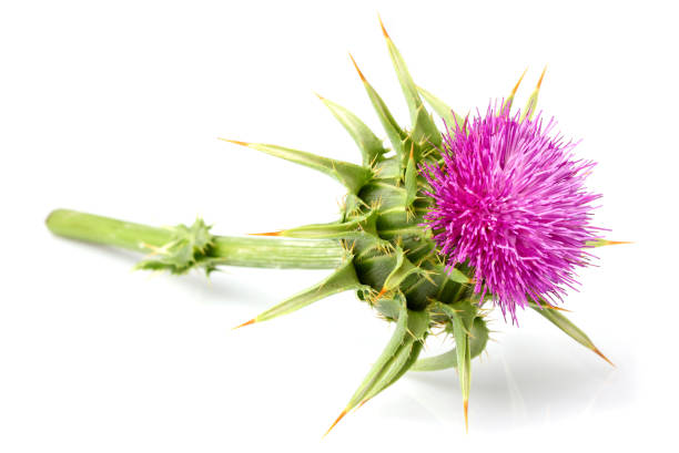 Milk thistle (Silybum marianum) isolated. Medical plants. Milk thistle (Silybum marianum) isolated on white background. Scottish Thistle stock pictures, royalty-free photos & images