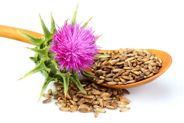 Photo of Seeds of a milk thistle with flowers (Silybum marianum, Scotch Thistle, Marian thistle ) in a wooden spoon.