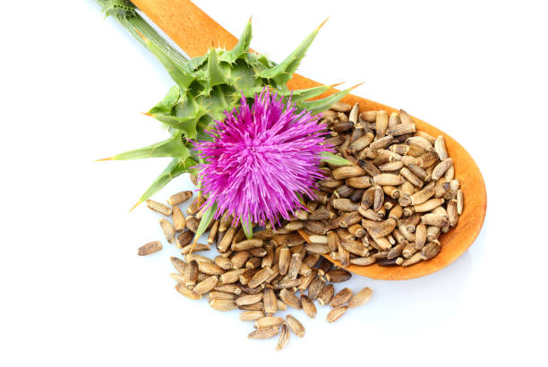 istock Seeds of a milk thistle with flowers. 966558412