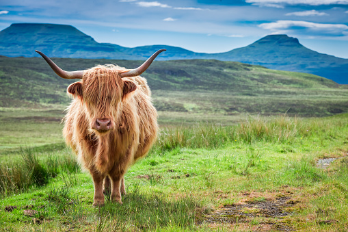 Brown highland cow, green field and blue sky, Scotland