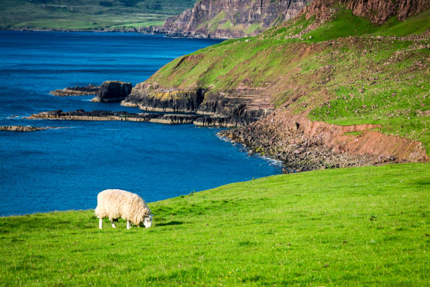 istock Breathtaking view to white sheeps on green cliffs, Scotland 966558794