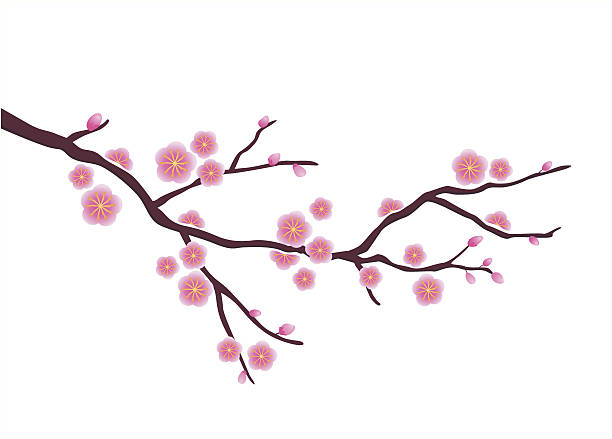 illustrations, cliparts, dessins animés et icônes de fleur de prunier japonais - rose single flower flower stem
