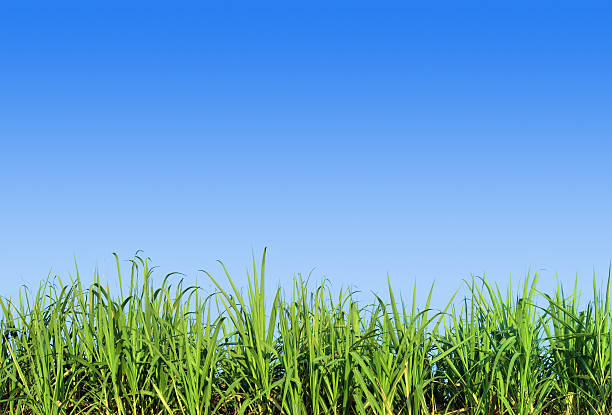 istock Background ground level image of grass and sky 96656036
