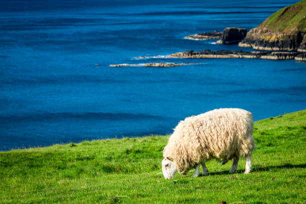 istock Sheeps on the coast in summer, Scotland, UK 966560646