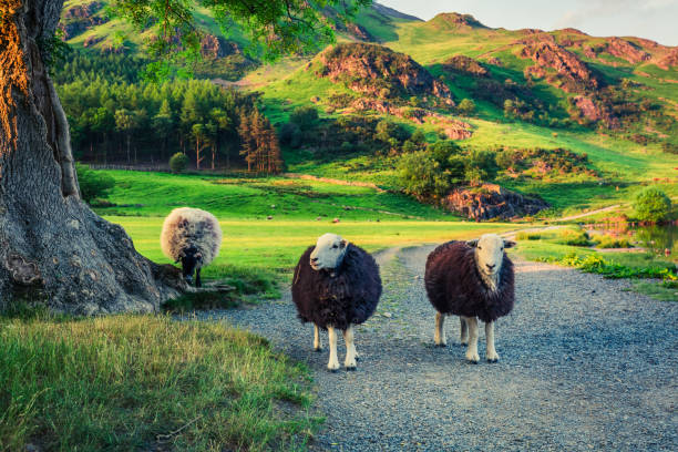 dwie owce na pastwisku o zachodzie słońca w pojezierzu - windermere district zdjęcia i obrazy z banku zdjęć